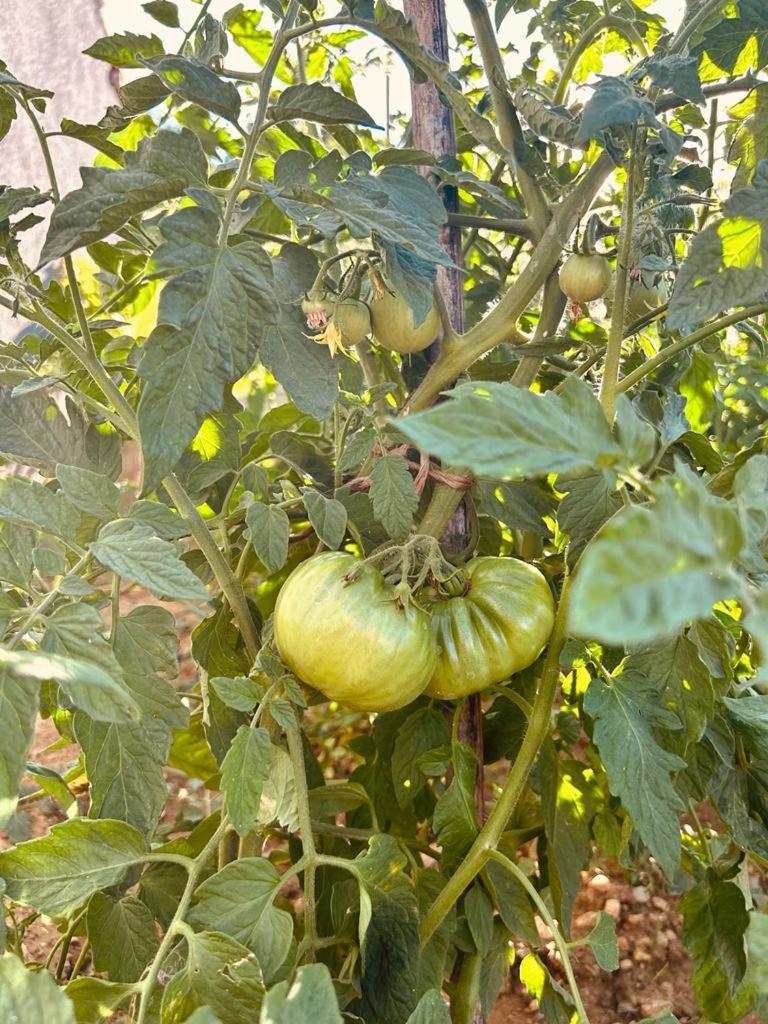 הוילה סיני Kuca Za Odmor Sika מראה חיצוני תמונה